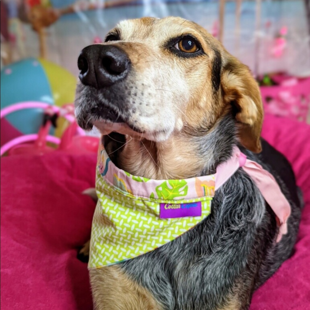 Red white pet bandanna - Picture 4 of 9